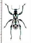 カタゾウムシの一種　Pachyrhynchus congestus pavonius　フィリピン(ルソン島)