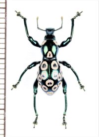 カタゾウムシの一種　Pachyrhynchus congestus pavonius　フィリピン(ルソン島)