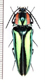 コメツキムシの一種　Campsosternus sp.　♂　ラオス