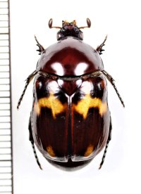 ヨツバコガネの一種　Parastasia sp.　ベトナム中部