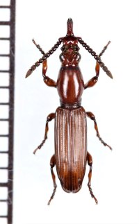 好蟻性オニミツギリゾウムシの一種　Eremoxenini species　♀　エチオピア