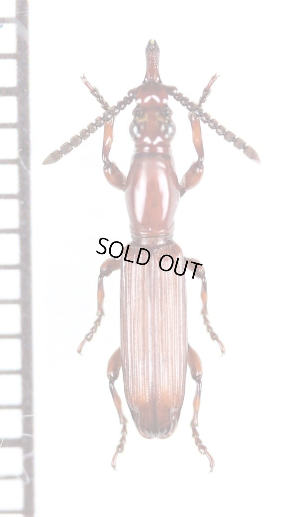 画像1: 好蟻性オニミツギリゾウムシの一種　Eremoxenini species　♀　タンザニア