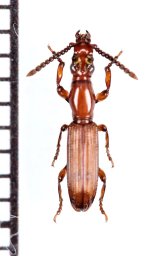 好蟻性オニミツギリゾウムシの一種　Amorphocephala sp.　♂　ザンビア