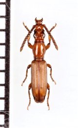 好蟻性オニミツギリゾウムシの一種　Amorphocephala sp.　♂　南アフリカ