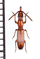 好蟻性オニミツギリゾウムシの一種　Amorphocephala sp.　♀　ザンビア
