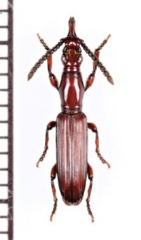 好蟻性オニミツギリゾウムシの一種　Eremoxenini species　♀　アンゴラ