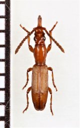 好蟻性オニミツギリゾウムシの一種　Amorphocephala sp.　♀　南アフリカ