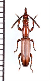 好蟻性オニミツギリゾウムシの一種　Eremoxenini species　♀　ザンビア