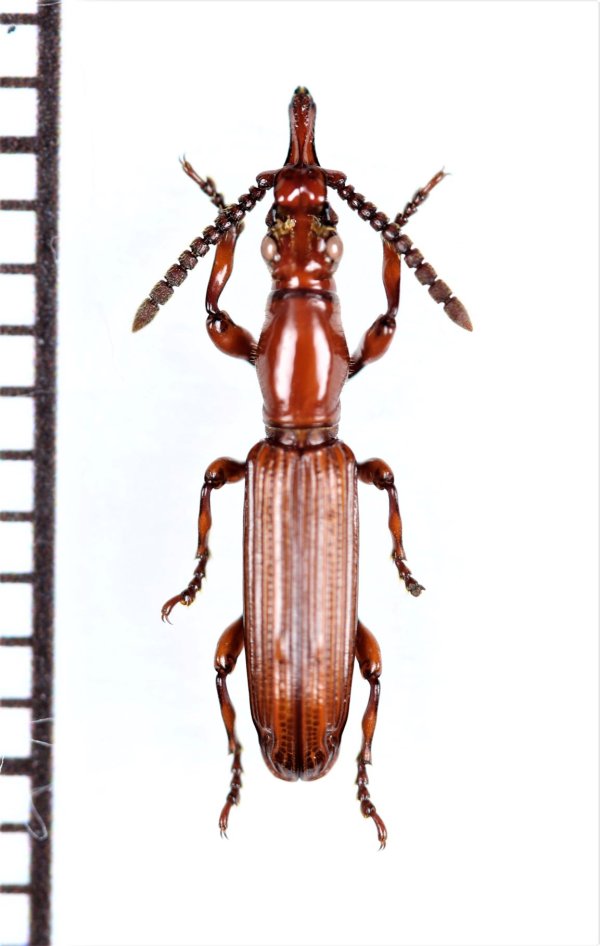 画像1: 好蟻性オニミツギリゾウムシの一種　Eremoxenini species　♀　ザンビア