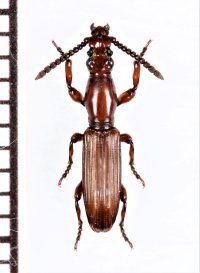 好蟻性オニミツギリゾウムシの一種　Eremoxenini species　♂　エチオピア