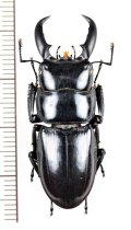 ハチジョウヒラタクワガタ　♂(A型) 39.9mm　八丈島