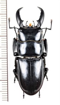 ハチジョウヒラタクワガタ　♂(A型) 39.9mm　八丈島