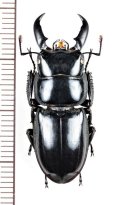 ハチジョウヒラタクワガタ　♂(A型) 33mm　八丈島