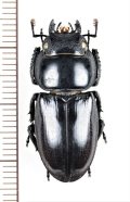 ハチジョウヒラタクワガタ　♀(B型) 28.6mm　八丈島