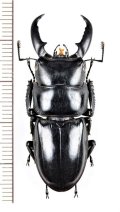 ハチジョウヒラタクワガタ　♂(A型) 43mm　八丈島