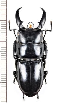 ハチジョウヒラタクワガタ　♂(A型) 43mm　八丈島