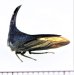 画像2: ツノゼミの一種　Centrotypus sp.　ベトナム中部 (2)
