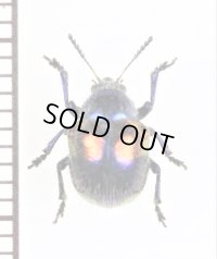 ハムシの一種　Chrysomelidae species　ベトナム北中部