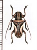 カミキリムシの一種　Pterolophia lateralis　♂　ベトナム北東部
