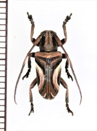 カミキリムシの一種　Pterolophia lateralis　♂　ベトナム北東部