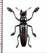 コメツキモドキの一種　 Doubledaya sp.　♂　ベトナム北中部
