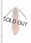 ナガクチキムシの一種　Dapsiloderus sp.　ベトナム中部