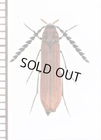 ナガクチキムシの一種　Dapsiloderus sp.　ベトナム中部