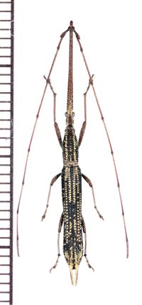 ミツギリゾウムシの一種　Brentidae species　♂　ベトナム北中部