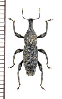 ゾウムシの一種　Eutychus continentalis　ベトナム北東部