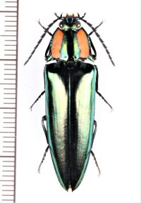 コメツキムシの一種　Campsosternus sp.　♂　ベトナム北西部