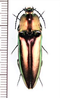コメツキムシの一種　Campsosternus sp.　♀　ベトナム北東部