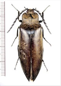 コメツキムシの一種　Elateridae species　♂　 ベトナム北東部