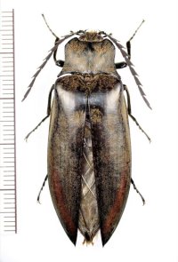 コメツキムシの一種　Elateridae species　♂　 ベトナム北東部