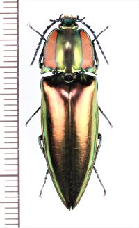コメツキムシの一種　Campsosternus fruhstorferi　♀（赤色型）　ベトナム北東部