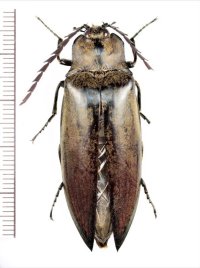 コメツキムシの一種　Elateridae species　♂　 ベトナム北東部