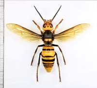 オオスズメバチ　♂　茨城県