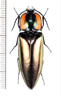 コメツキムシの一種　Campsosternus sp.　♂　ベトナム中部