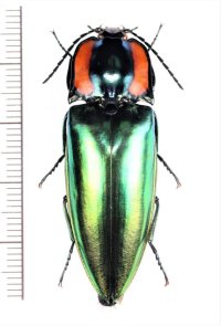 コメツキムシの一種　Campsosternus sp.　♀　ベトナム中部