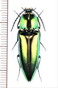 コメツキムシの一種　Campsosternus sp.　♂　ベトナム北東部