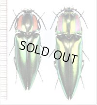 コメツキムシの一種　Campsosternus fruhstorferi　ペア　ベトナム北東部