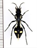 アリバチの一種　Traumatomutilla juvenilis　♀　ペルー