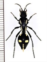 アリバチの一種　Traumatomutilla juvenilis　♀　ペルー