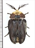 ホタルの一種　Lampyridae species　ペルー