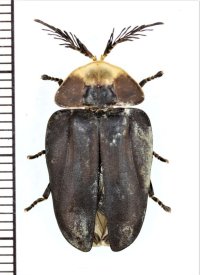 ホタルの一種　Lampyridae species　ペルー