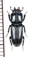マメクワガタ　宮崎県