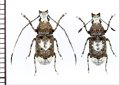 シロヒゲナガゾウムシ　琉球亜種　ペア　沖縄本島