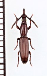 好蟻性オニミツギリゾウムシの一種　Eremoxenini species　♀　セネガル