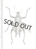 ゾウムシの一種　Curculionidae species　オーストラリア