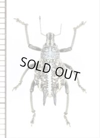 ゾウムシの一種　Curculionidae species　オーストラリア
