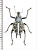 画像1: ゾウムシの一種　Curculionidae species　オーストラリア (1)